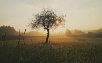 Jak dbać o ranę po zdjęciu szwów? Jak dbać o ranę po zdjęciu szwów?