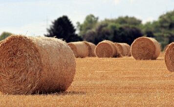 Jaka jest rola nauczyciela w nauczaniu?